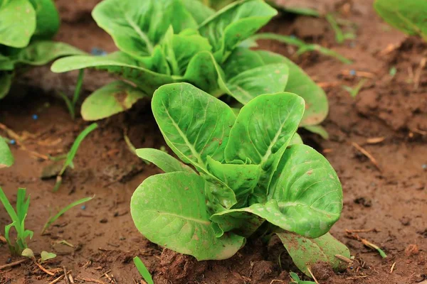 Early cabbage on soil — Stock Photo, Image