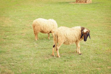 Çiftlikteki koyunlar