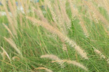 doğada çimen çiçekler