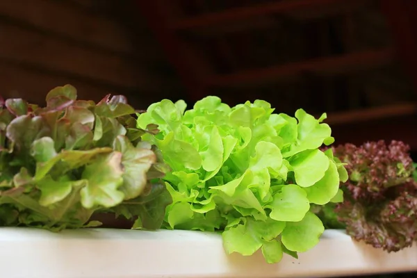 Sallad hydroponics på marknaden — Stockfoto