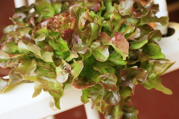 Lettuce hydroponics in market — Stock Photo, Image