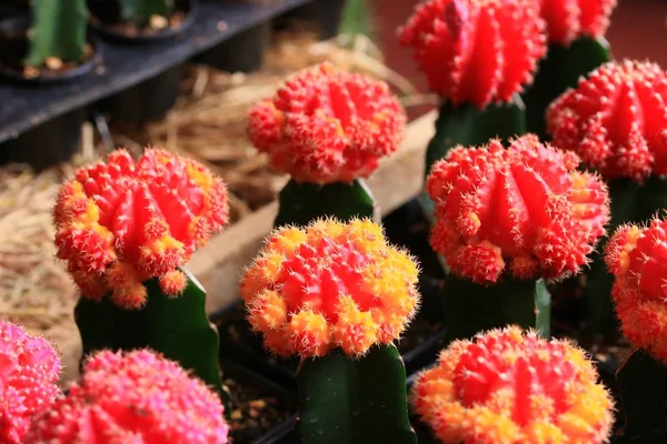 Beaucoup de cactus colorés — Photo