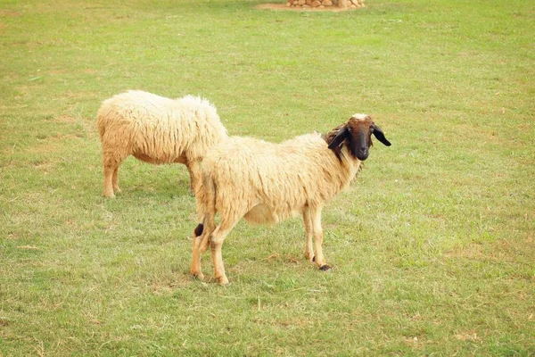 Πρόβατα στην εκμετάλλευση — Φωτογραφία Αρχείου