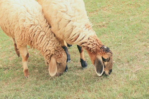 Ovelhas na fazenda — Fotografia de Stock