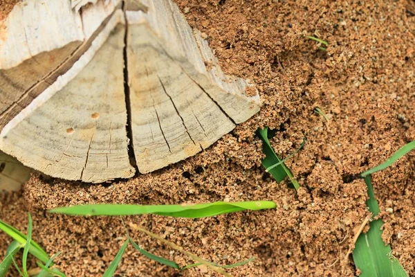 Viele Holzstapel — Stockfoto