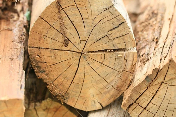 Vele stapels van hout — Stockfoto