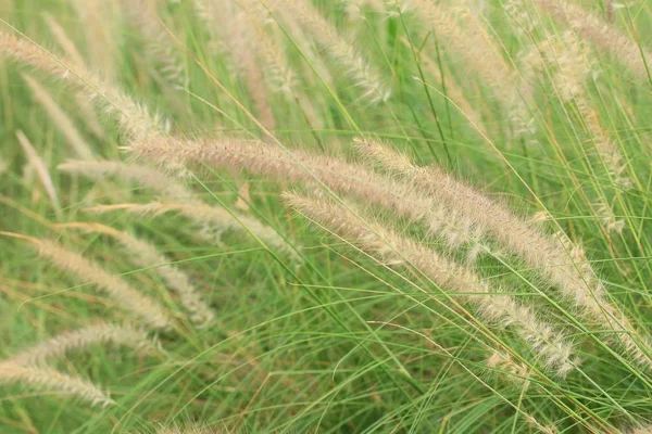 Grass flowers in nature — Stock Photo, Image