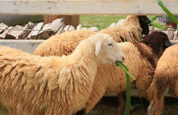 Pecore in azienda — Foto Stock