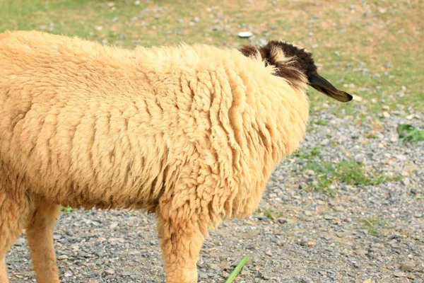 Sheep on the farm — Stock Photo, Image