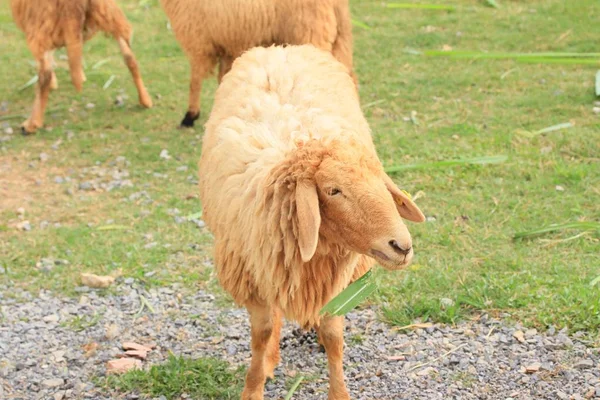 Sheep on the farm — Stock Photo, Image