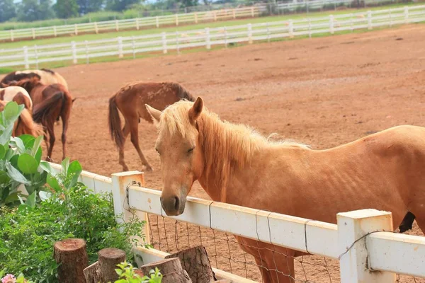 Cavallo in fattoria — Foto Stock