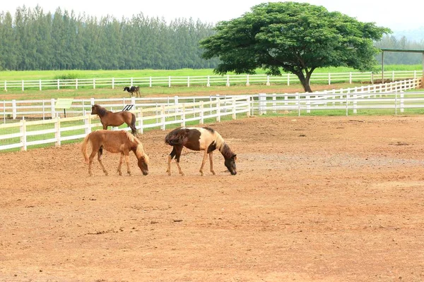 Cavallo in fattoria — Foto Stock