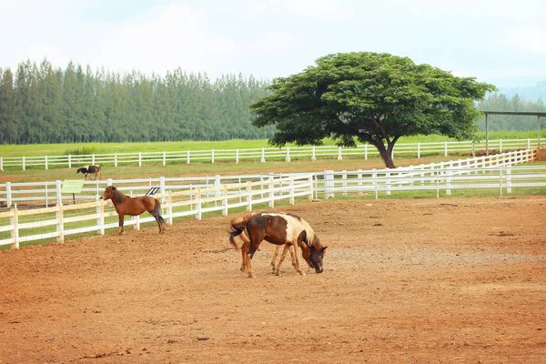 Pferd auf dem Bauernhof — Stockfoto