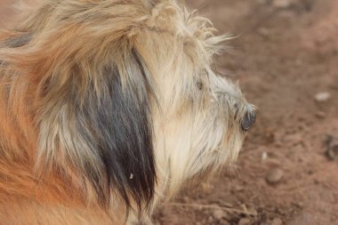 toprak üzerinde uyku köpek