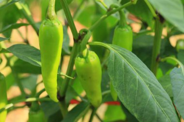 Bitkinin üzerinde kırmızı biber