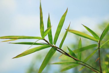 bambu yaprakları doğada
