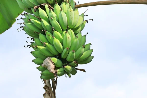 Albero di banane in natura — Foto Stock