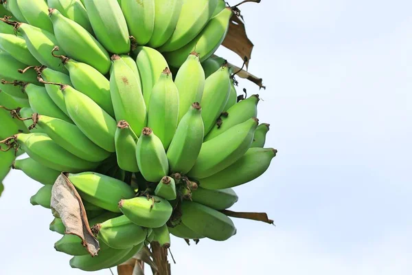 Bananeira na natureza — Fotografia de Stock