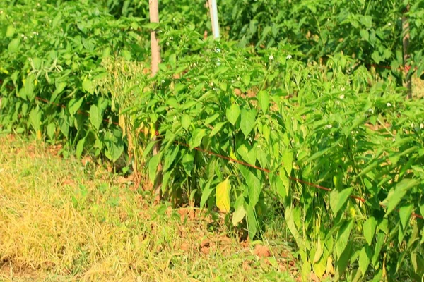 Pieprz chili na roślinie — Zdjęcie stockowe