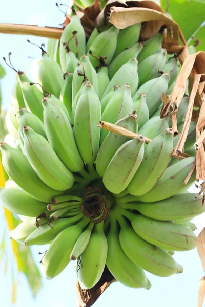 Albero di banane in natura — Foto Stock