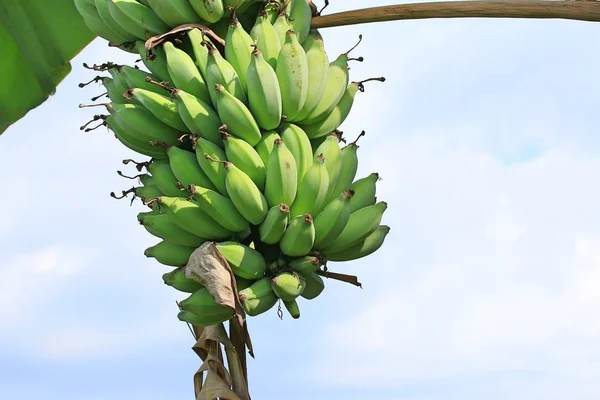 Bananträdet i naturen — Stockfoto