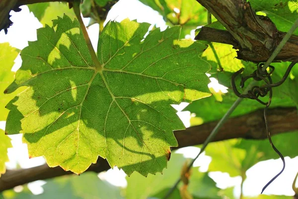 Folhas de uva na natureza — Fotografia de Stock