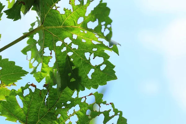 Hojas de uva en la naturaleza — Foto de Stock