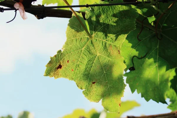 Vinné listy v přírodě — Stock fotografie