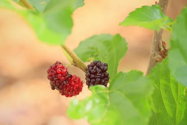 Mulberry on the branch — Stock Photo, Image