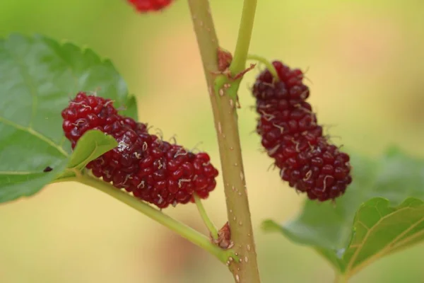 Mulberry on the branch — Stock Photo, Image