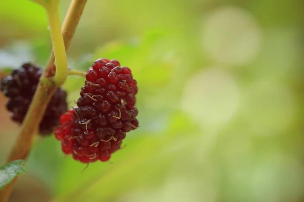 Mulberry on the branch — Stock Photo, Image