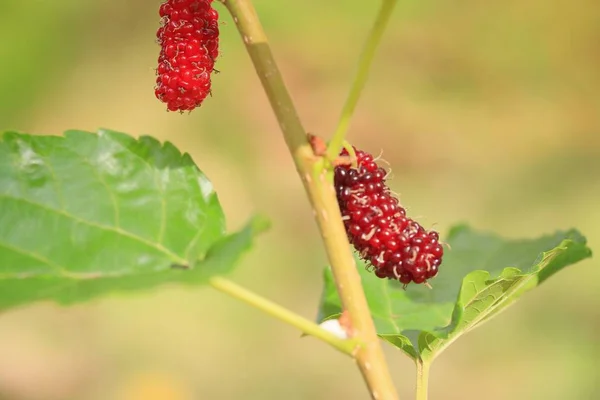 Mulberry on the branch — Stock Photo, Image