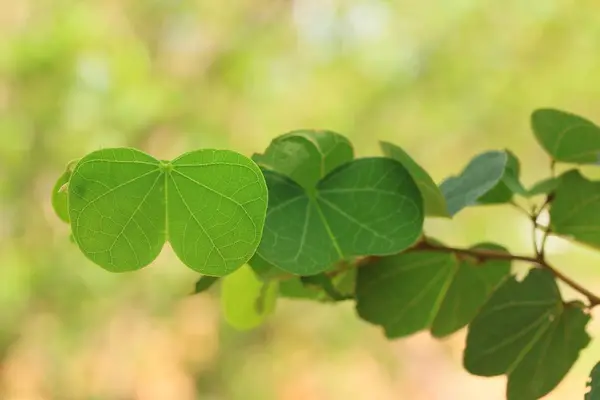Grüne Blätter in der Natur — Stockfoto