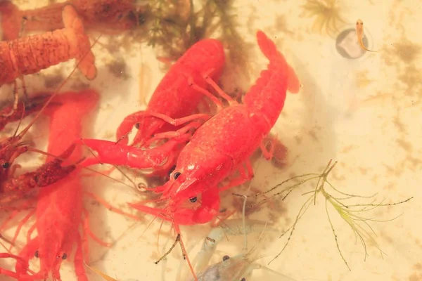 Crayfish di dalam air — Stok Foto