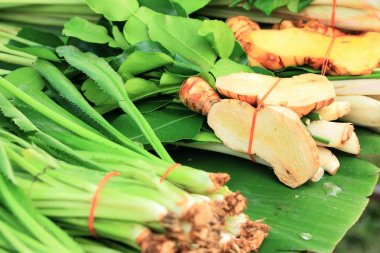 Limon otu ve havlıcan piyasada