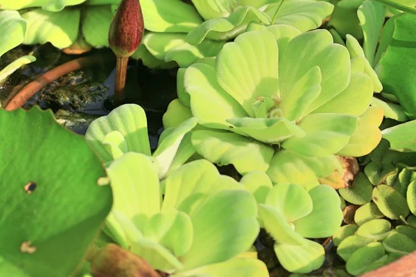 Helecho verde en la naturaleza — Foto de Stock