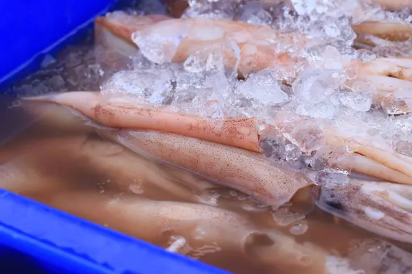 Squid op de markt — Stockfoto