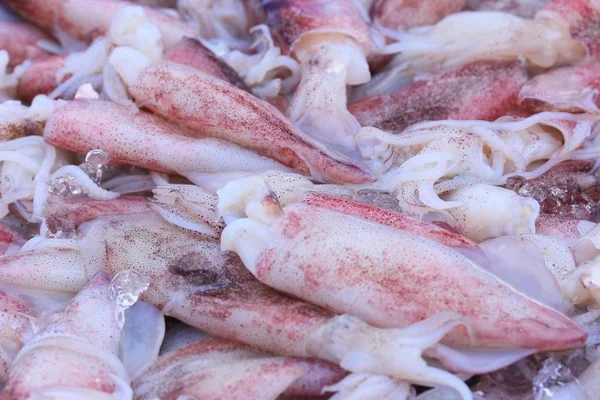 Squid op de markt — Stockfoto