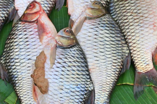 Fresh fish at the market — Stock Photo, Image