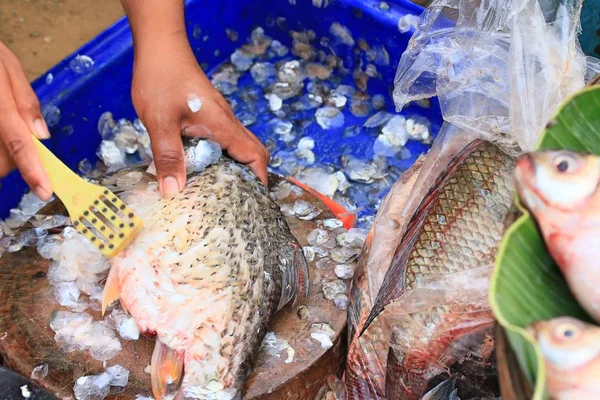 El pescado en el mercado — Foto de Stock