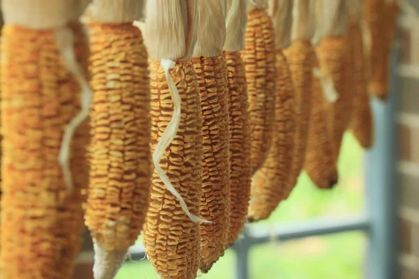 Mazorca de maíz seca planta — Foto de Stock