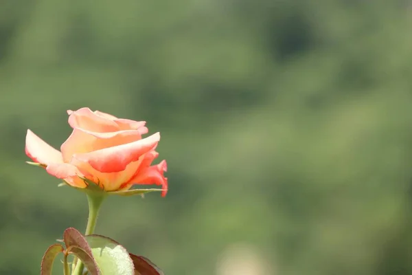 Flor de rosa en la naturaleza — Foto de Stock