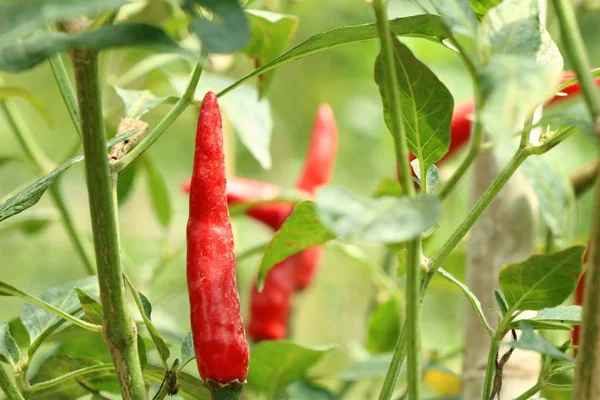 Chili pepper on the plant — Stock Photo, Image