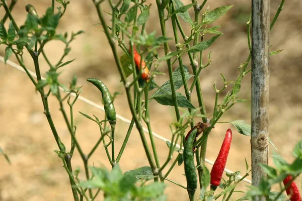 Pimienta de chile en la planta — Foto de Stock