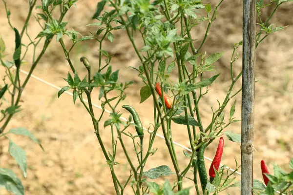 Pieprz chili na roślinie — Zdjęcie stockowe