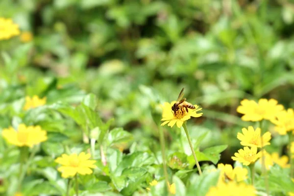 Singapore dailsy über die Natur — Stockfoto