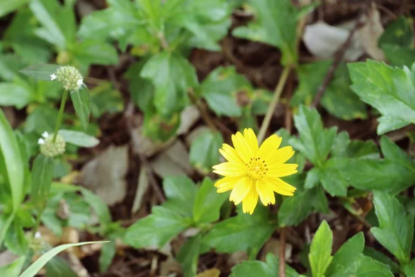 Singapore dailsy on nature — Stock Photo, Image