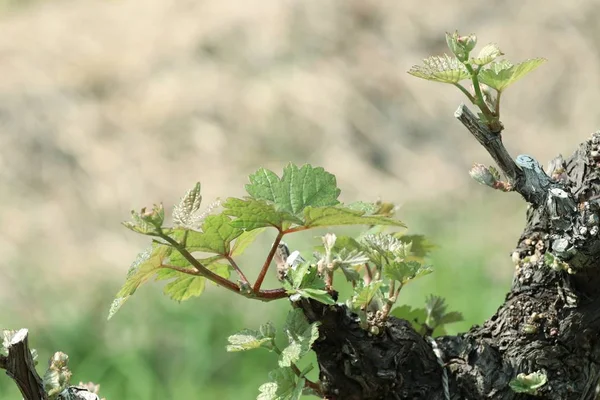 Grape leaves on nature — Stock Photo, Image