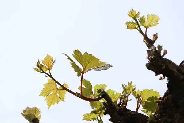 Foglie d'uva sulla natura — Foto Stock