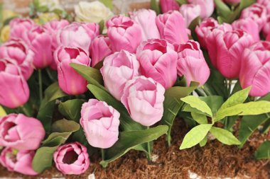 Güzel pembe yapay lale